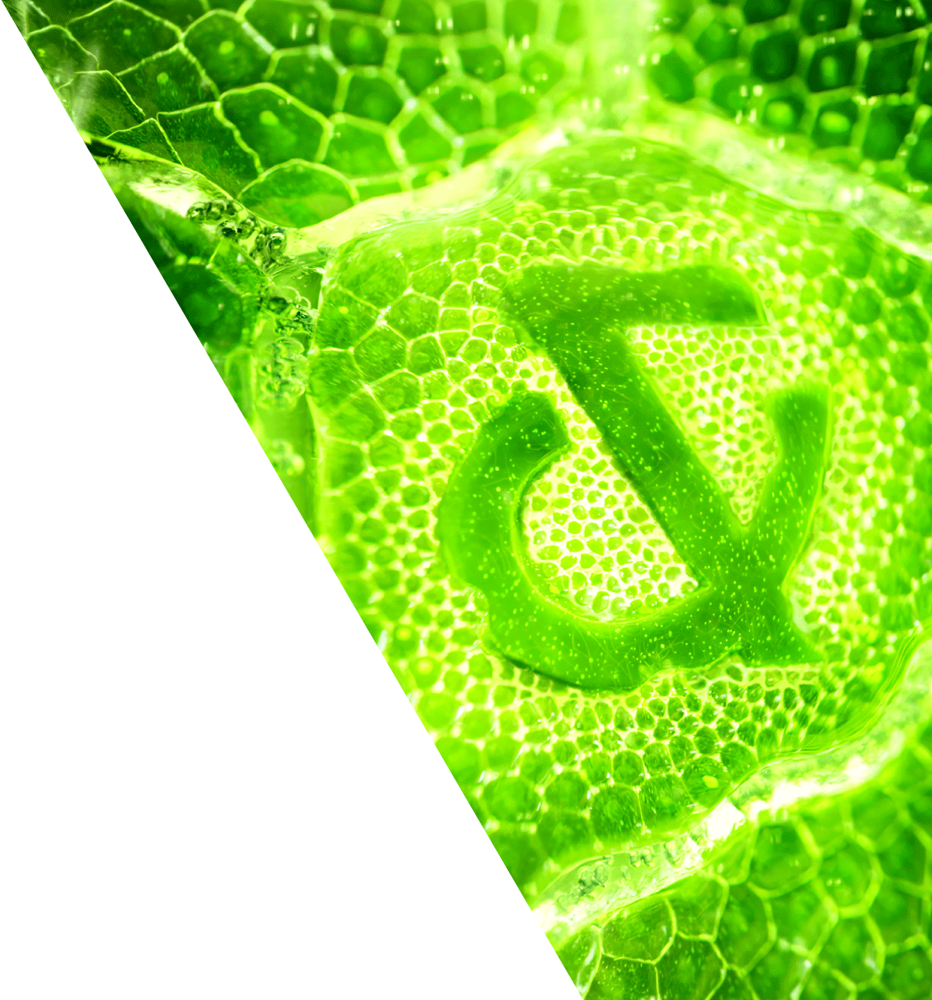 Stevia ampersand Stevia ampersand