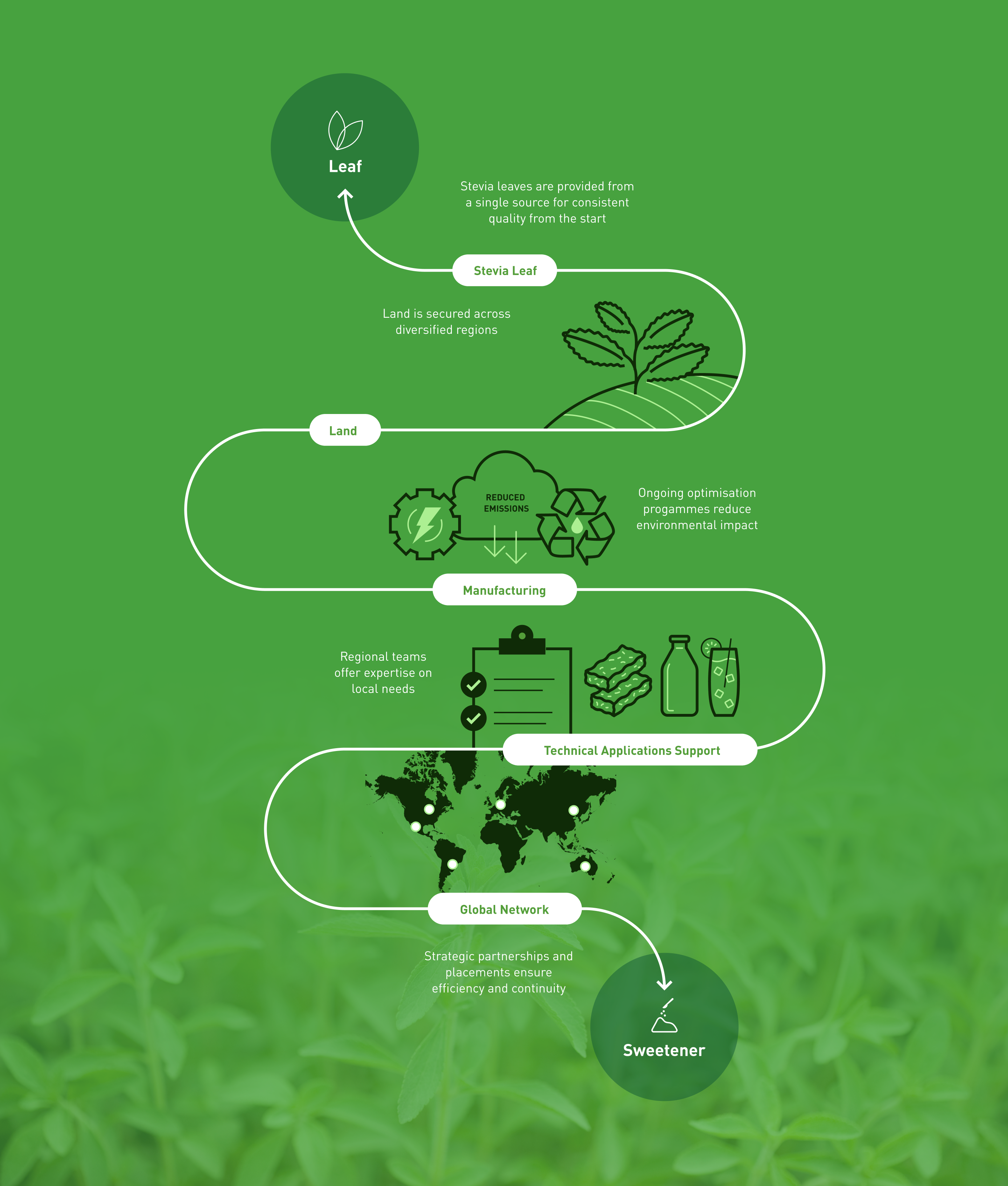 stevia diagram