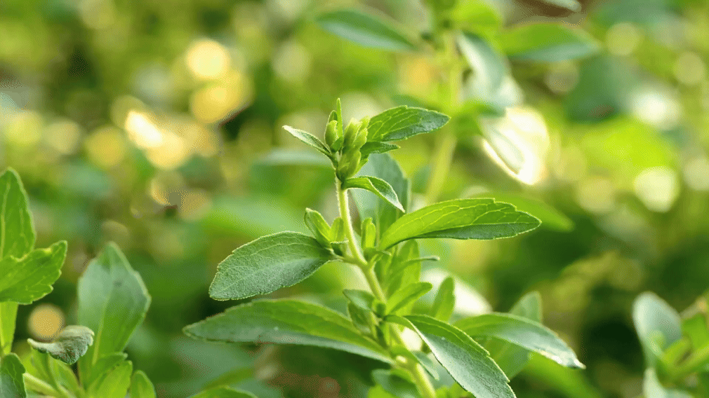 Plant background